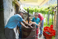 FEATURE - Schweiz: Weinlese im Bleniotal im Tessin 