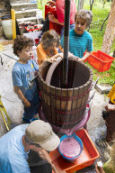 FEATURE - Schweiz: Weinlese im Bleniotal im Tessin 