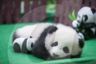 FEATURE - Riesenpanda Baby kuschelt mit Stofftier