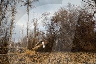 NEWS - Hawaii: Lavaströhme von Vulkan Kilauea zerstören weitläufige Gebiete