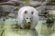 FEATURE - Snowball der Albino Waschbär von Klein-Auheim