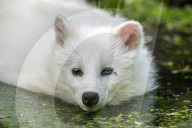 FEATURE - Snowball der Albino Waschbär von Klein-Auheim