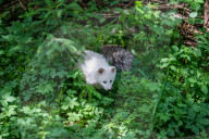 FEATURE - Snowball der Albino Waschbär von Klein-Auheim