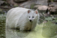 FEATURE - Snowball der Albino Waschbär von Klein-Auheim
