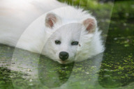 FEATURE - Snowball der Albino Waschbär von Klein-Auheim
