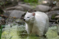 FEATURE - Snowball der Albino Waschbär von Klein-Auheim