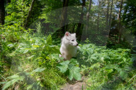 FEATURE - Snowball der Albino Waschbär von Klein-Auheim