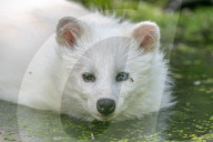 FEATURE - Snowball der Albino Waschbär von Klein-Auheim