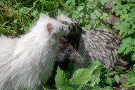 FEATURE - Snowball der Albino Waschbär von Klein-Auheim