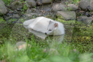 FEATURE - Snowball der Albino Waschbär von Klein-Auheim