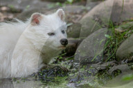 FEATURE - Snowball der Albino Waschbär von Klein-Auheim