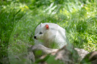 FEATURE - Snowball der Albino Waschbär von Klein-Auheim