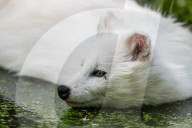FEATURE - Snowball der Albino Waschbär von Klein-Auheim