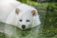 FEATURE - Snowball der Albino Waschbär von Klein-Auheim