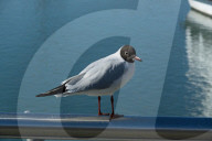 dukas 90208430 sut