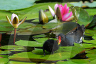 FEATURE - Teichhuhn schreitet über Seerosen