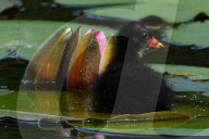 FEATURE - Teichhuhn schreitet über Seerosen