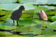 FEATURE - Teichhuhn schreitet über Seerosen