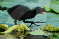 FEATURE - Teichhuhn schreitet über Seerosen