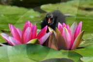 FEATURE - Teichhuhn schreitet über Seerosen