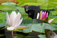 FEATURE - Teichhuhn schreitet über Seerosen