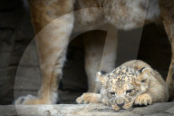 FEATURE - Kleiner Löwe im Zoo von Olomouc