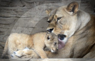 FEATURE - Kleiner Löwe im Zoo von Olomouc