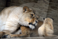 FEATURE - Kleiner Löwe im Zoo von Olomouc