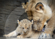 FEATURE - Kleiner Löwe im Zoo von Olomouc