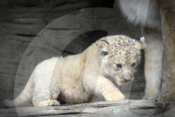 FEATURE - Kleiner Löwe im Zoo von Olomouc