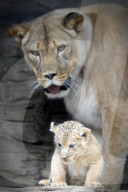 FEATURE - Kleiner Löwe im Zoo von Olomouc
