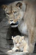 FEATURE - Kleiner Löwe im Zoo von Olomouc
