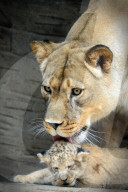 FEATURE - Kleiner Löwe im Zoo von Olomouc