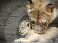 FEATURE - Kleiner Löwe im Zoo von Olomouc