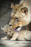 FEATURE - Kleiner Löwe im Zoo von Olomouc