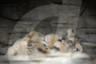 FEATURE - Kleiner Löwe im Zoo von Olomouc