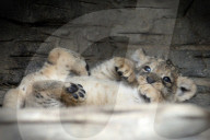 FEATURE - Kleiner Löwe im Zoo von Olomouc