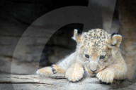 FEATURE - Kleiner Löwe im Zoo von Olomouc