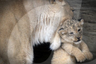 FEATURE - Kleiner Löwe im Zoo von Olomouc