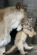 FEATURE - Kleiner Löwe im Zoo von Olomouc