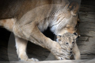 FEATURE - Kleiner Löwe im Zoo von Olomouc