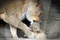 FEATURE - Kleiner Löwe im Zoo von Olomouc