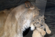 FEATURE - Kleiner Löwe im Zoo von Olomouc