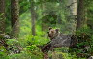 FEATURE - Braunbären in Slovenien