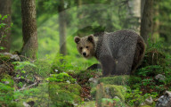 FEATURE - Braunbären in Slovenien