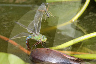 FEATURE - Pix of the Day: Die Bilder des Tages