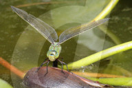 FEATURE - Eine blalugrüne Mosaikjungfer Libelle posiert für den Fotografen