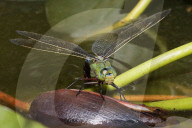 FEATURE - Eine blalugrüne Mosaikjungfer Libelle posiert für den Fotografen