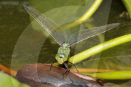 FEATURE - Eine blalugrüne Mosaikjungfer Libelle posiert für den Fotografen