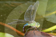 FEATURE - Eine blalugrüne Mosaikjungfer Libelle posiert für den Fotografen